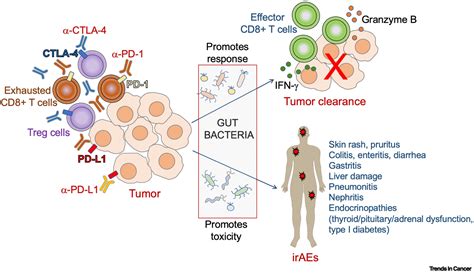 qorono.com|Targeted Immunotherapy 